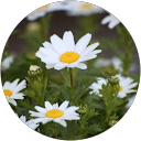 Paola Scandiuzzi profile picture